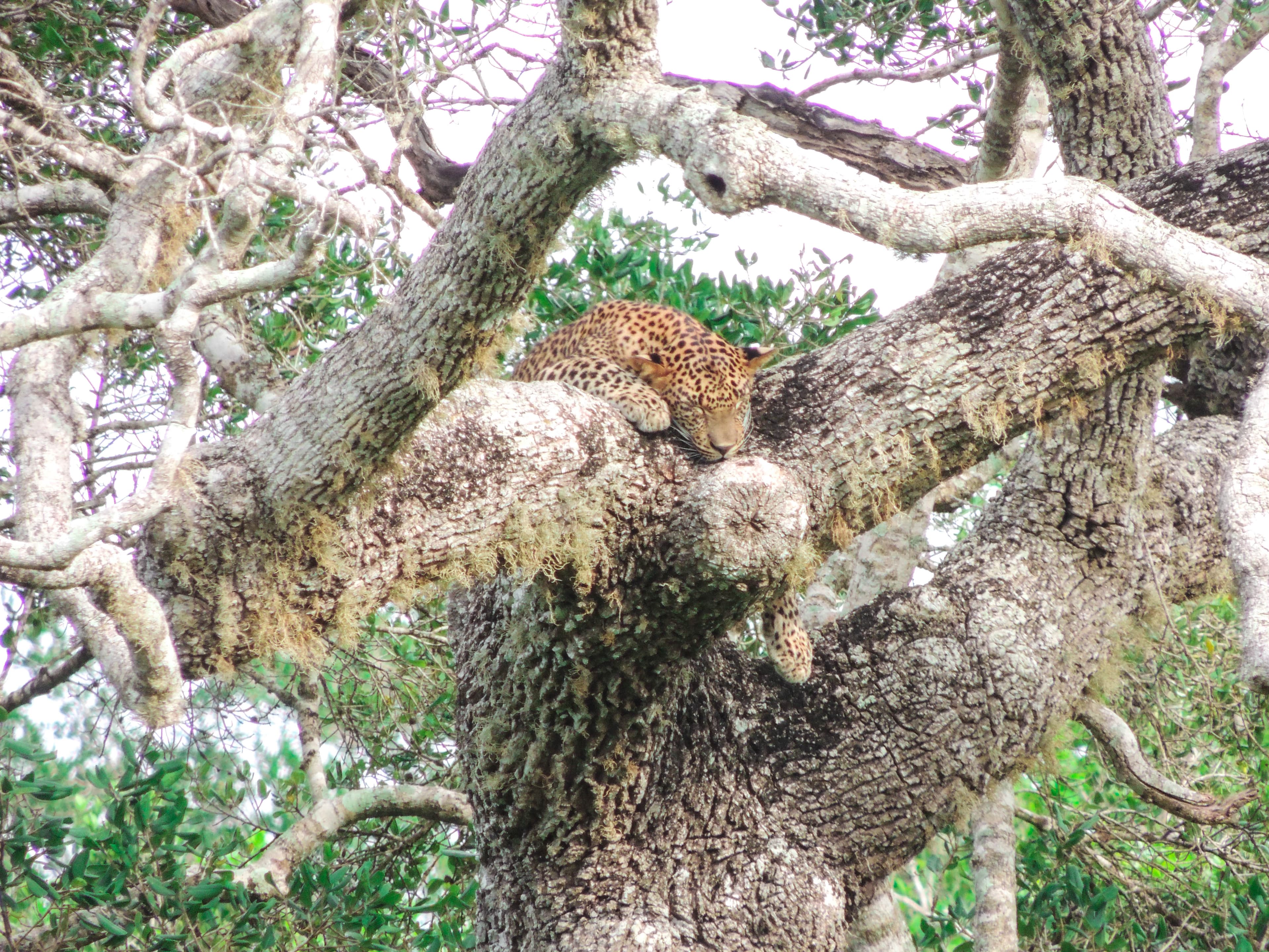 Yala Block 5 Safari - Exclusive Wilderness - Nimsara Yala Safari