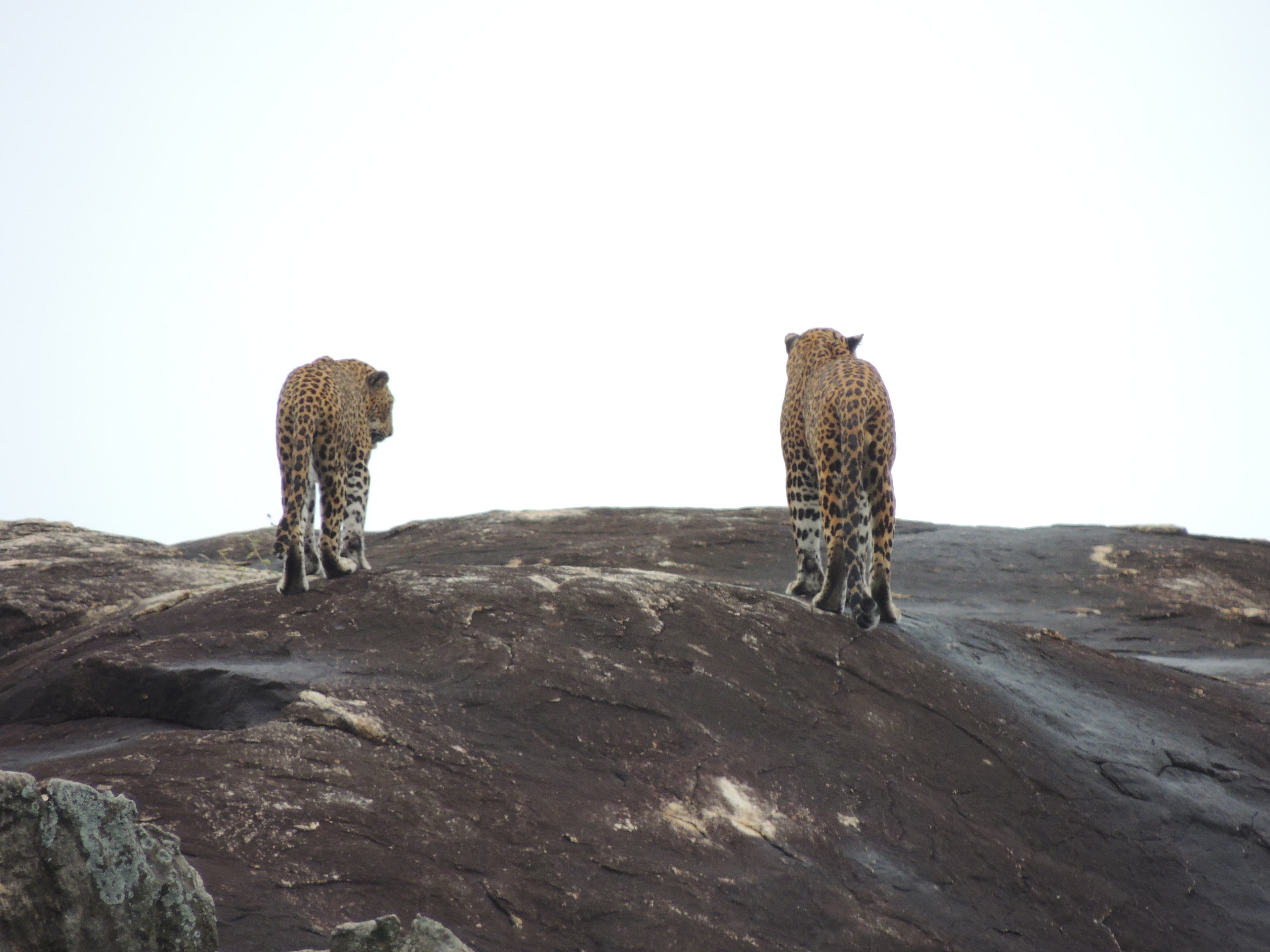 7 Hours Half-Day Yala Morning Safari - Nimsara Yala Safari