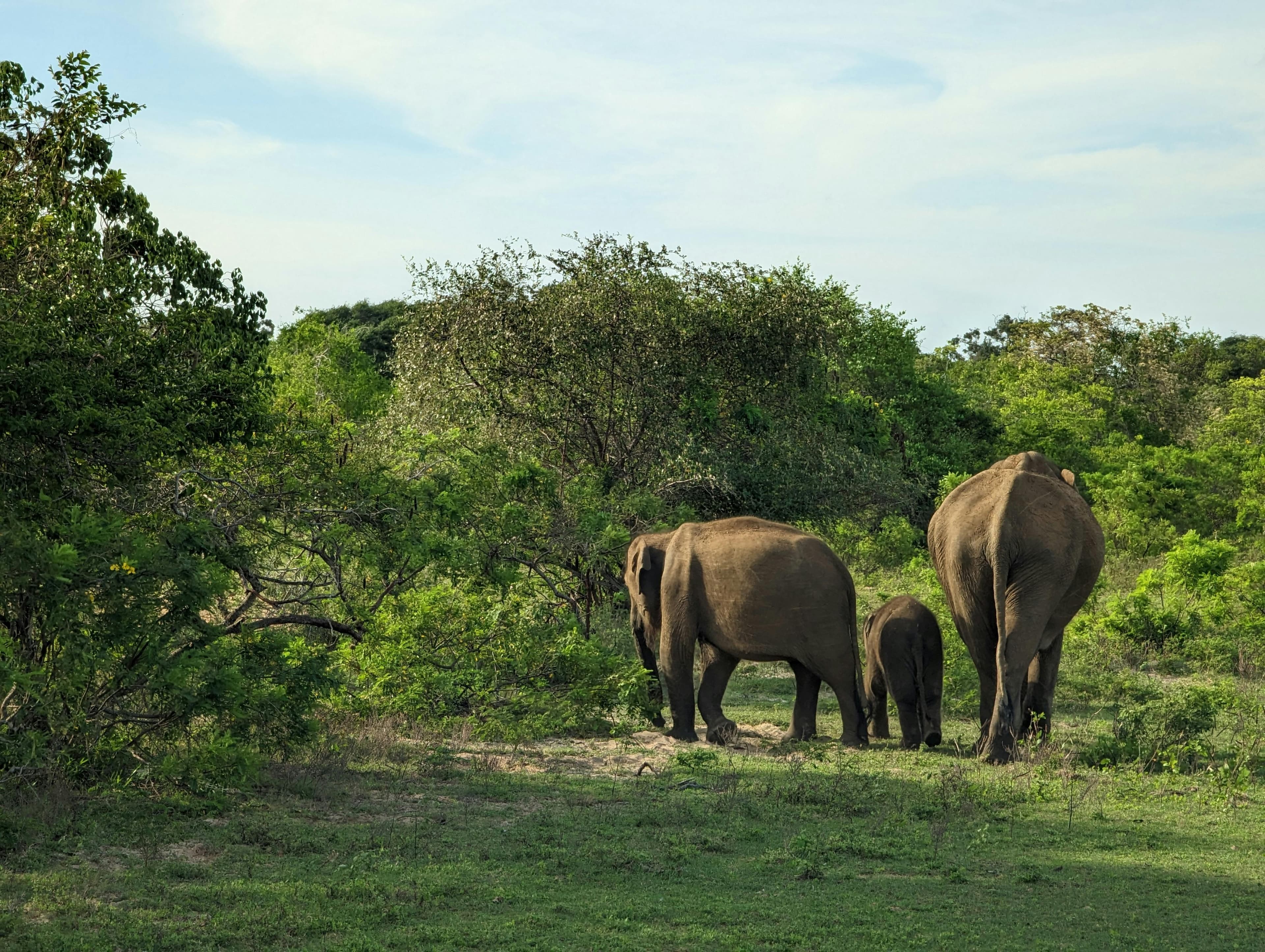 Elephant in Yala National Park