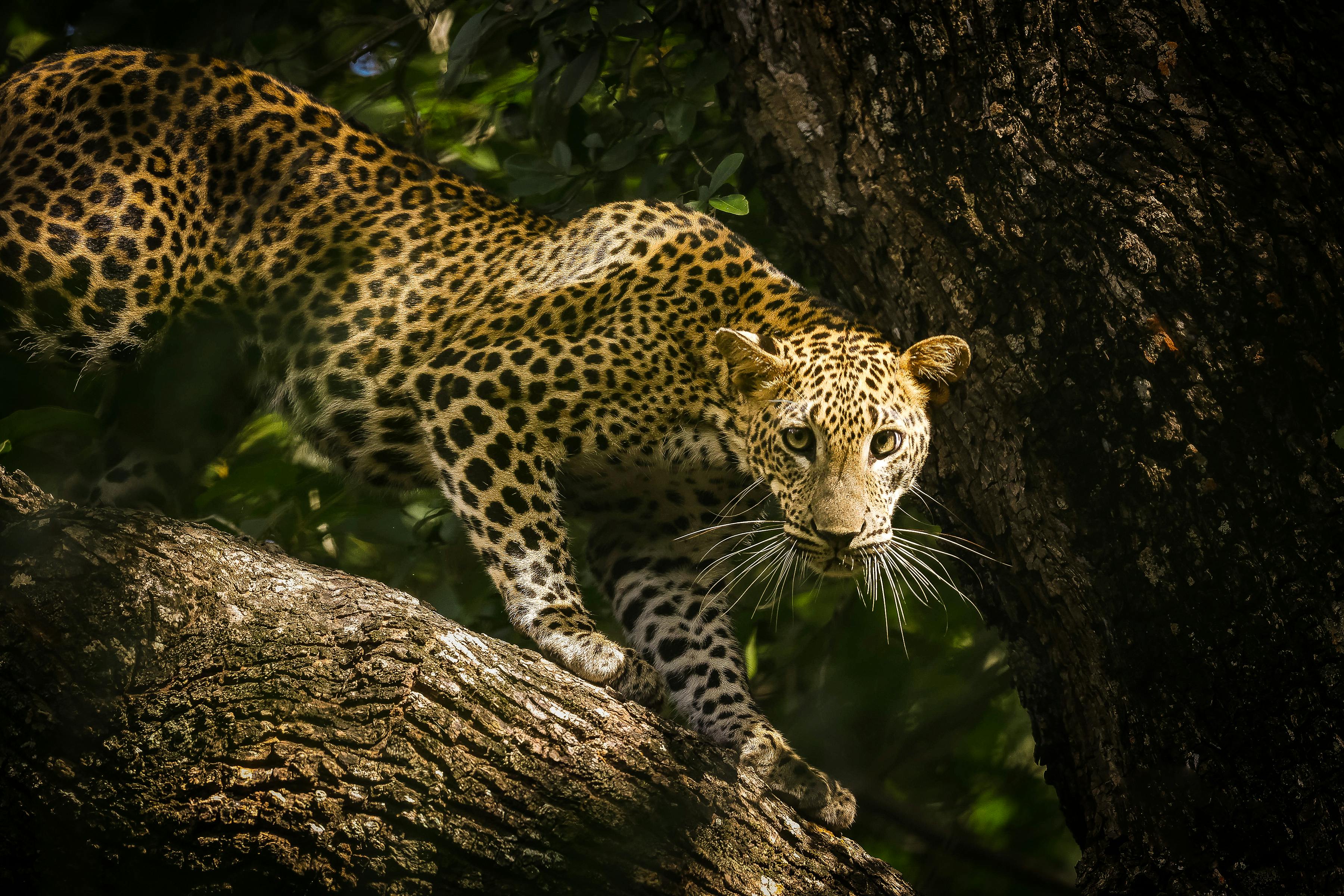 Leopard in Yala National Park, Sri Lanka